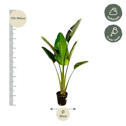 Strelitzia Augusta - 180 cm - Forestbloom