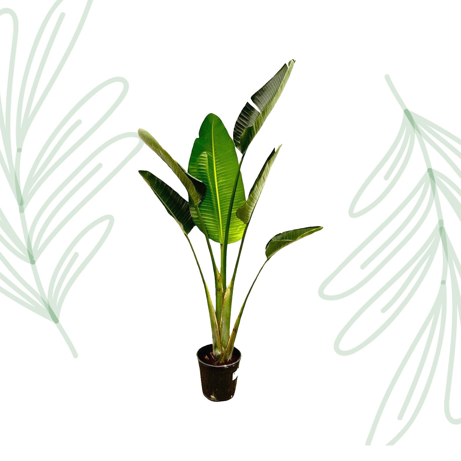 Strelitzia Augusta - 180 cm - Forestbloom
