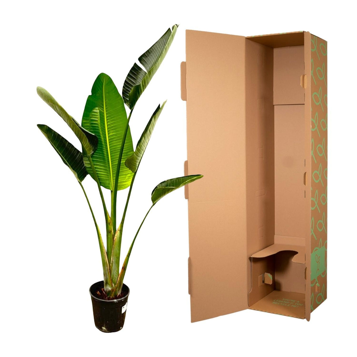 Strelitzia Augusta - 180 cm - Forestbloom