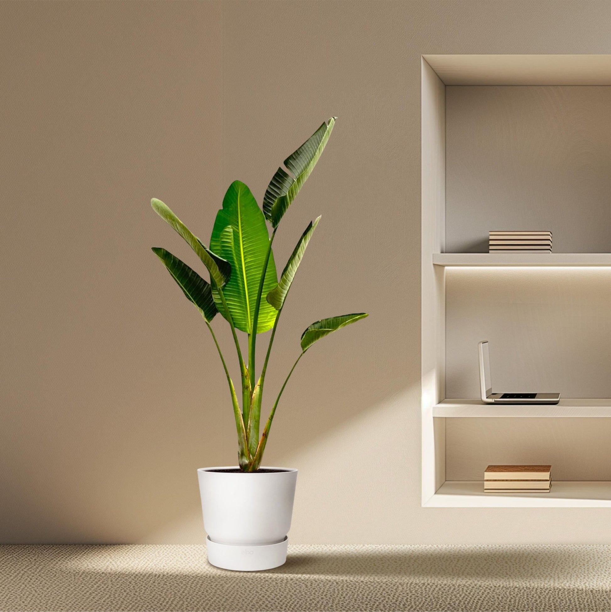 Strelitzia Augusta - 180 cm - Forestbloom
