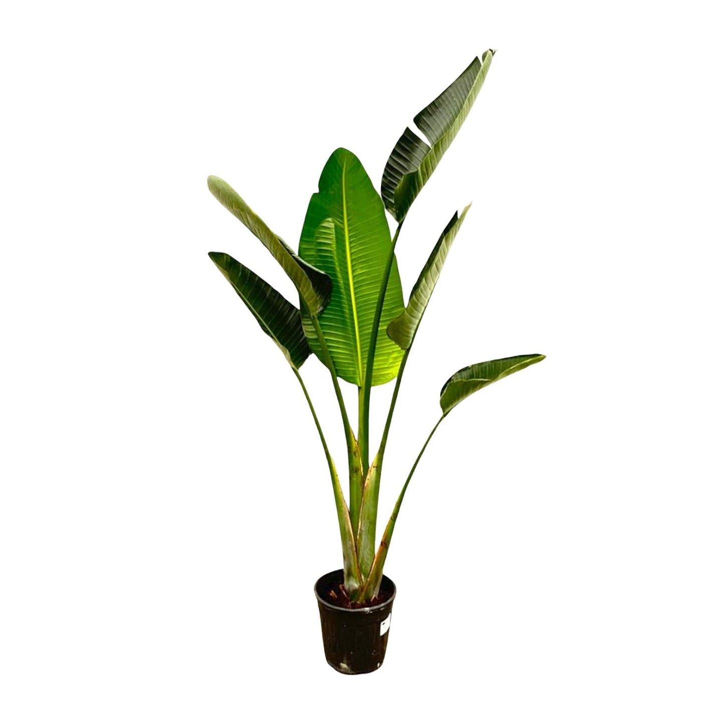 Strelitzia Augusta - 180 cm - Forestbloom