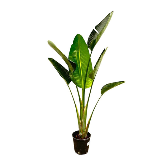 Strelitzia Augusta - 180 cm - Forestbloom