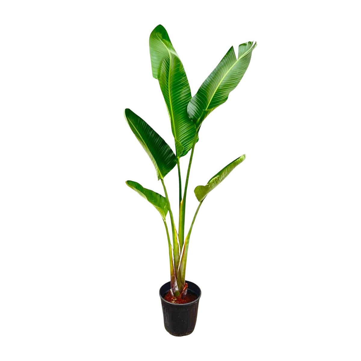 Strelitzia Augusta - 220 cm - Forestbloom