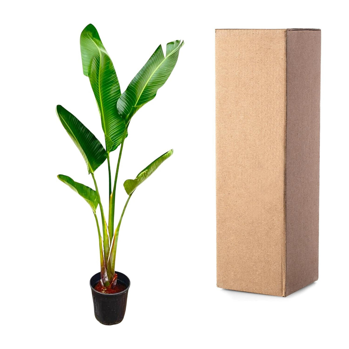 Strelitzia Augusta - 220 cm - Forestbloom