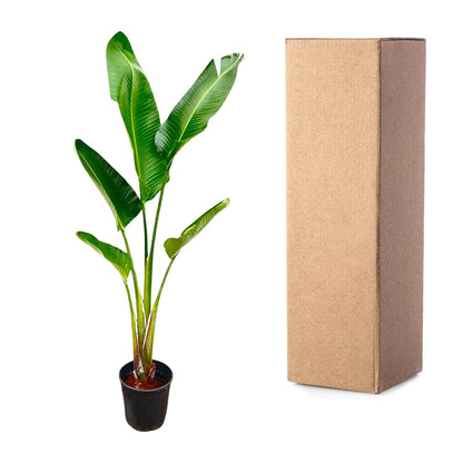 Strelitzia Augusta - 220 cm - Forestbloom