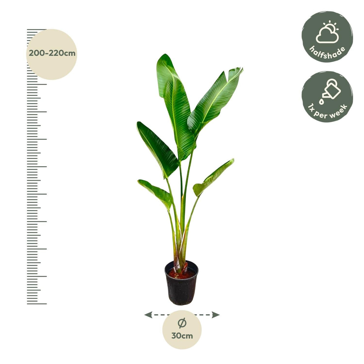 Strelitzia Augusta - 220 cm - Forestbloom