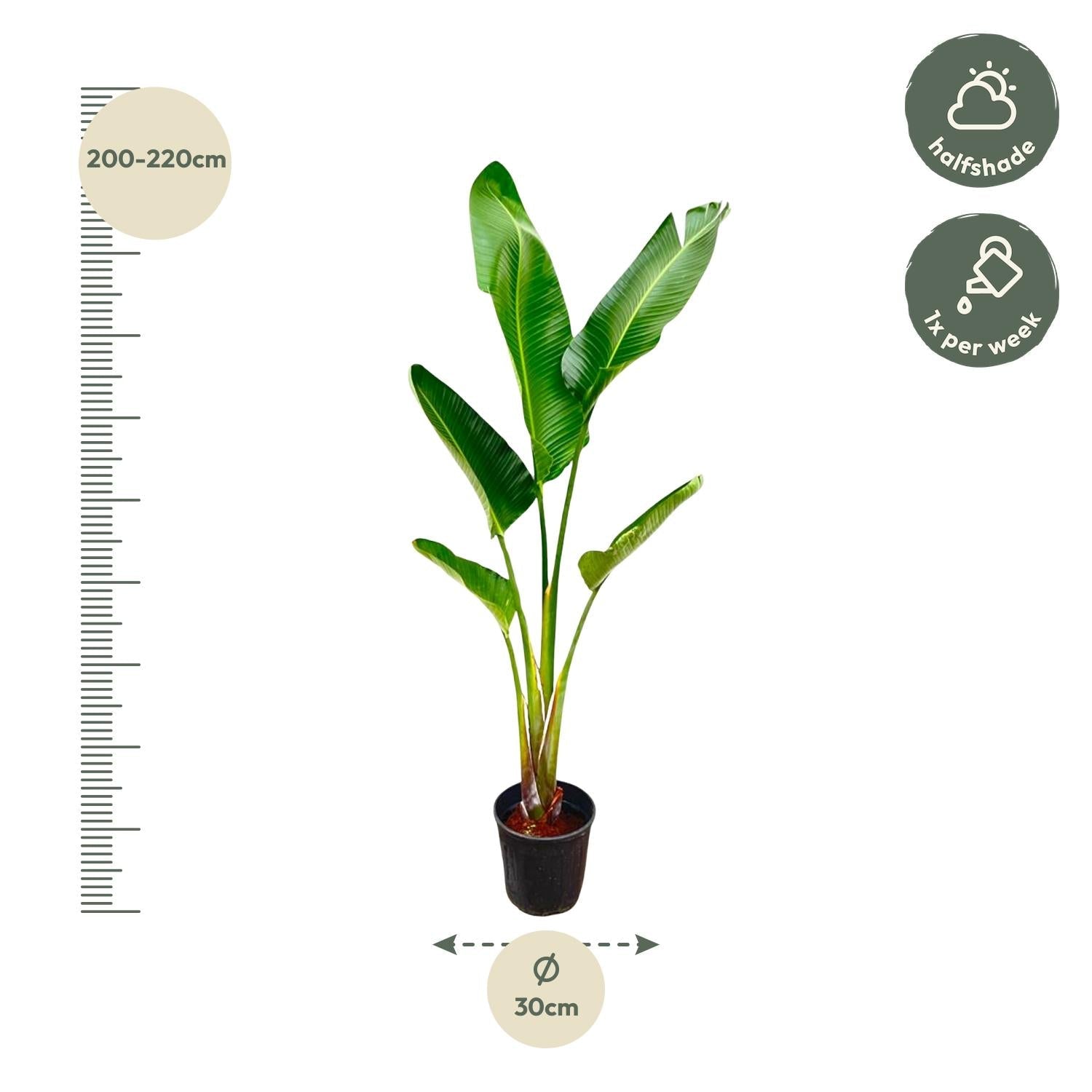 Strelitzia Augusta - 220 cm - Forestbloom