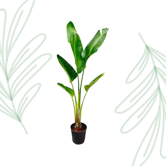 Strelitzia Augusta - 220 cm - Forestbloom