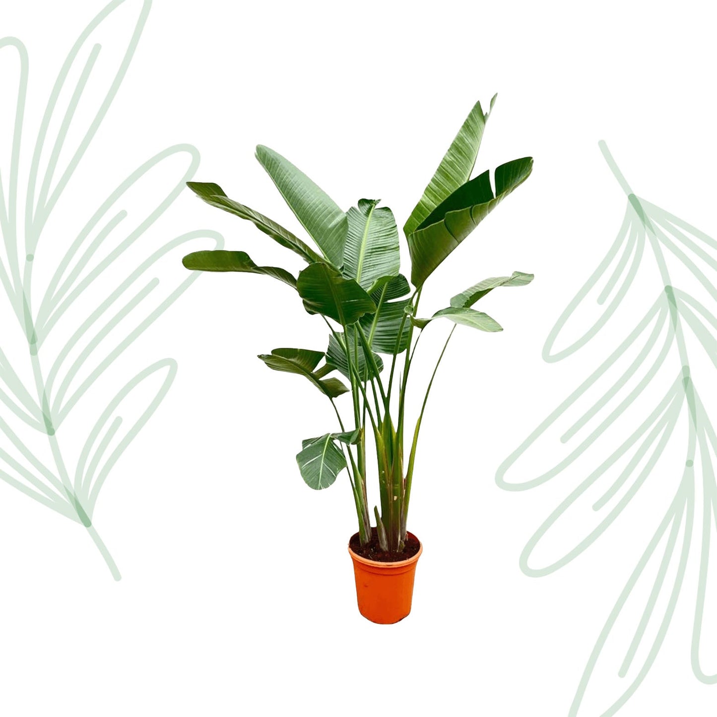 Strelitzia Augusta de luxe XXL - 250 cm - Forestbloom