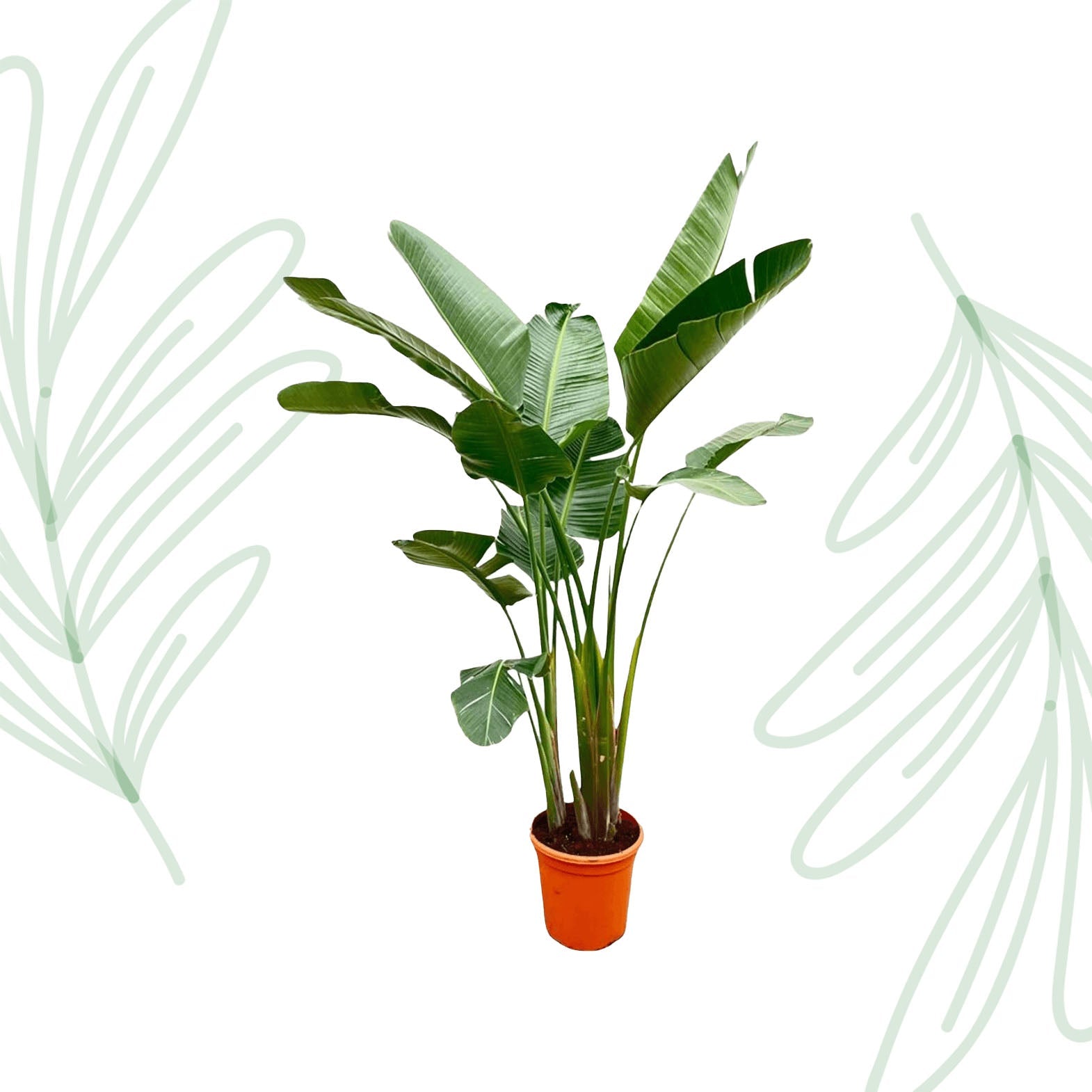 Strelitzia Augusta de luxe XXL - 250 cm - Forestbloom