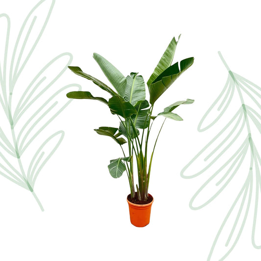 Strelitzia Augusta de luxe XXL - 250 cm - Forestbloom