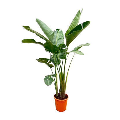 Strelitzia Augusta de luxe XXL - 250 cm - Forestbloom