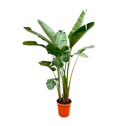 Strelitzia Augusta de luxe XXL - 250 cm - Forestbloom