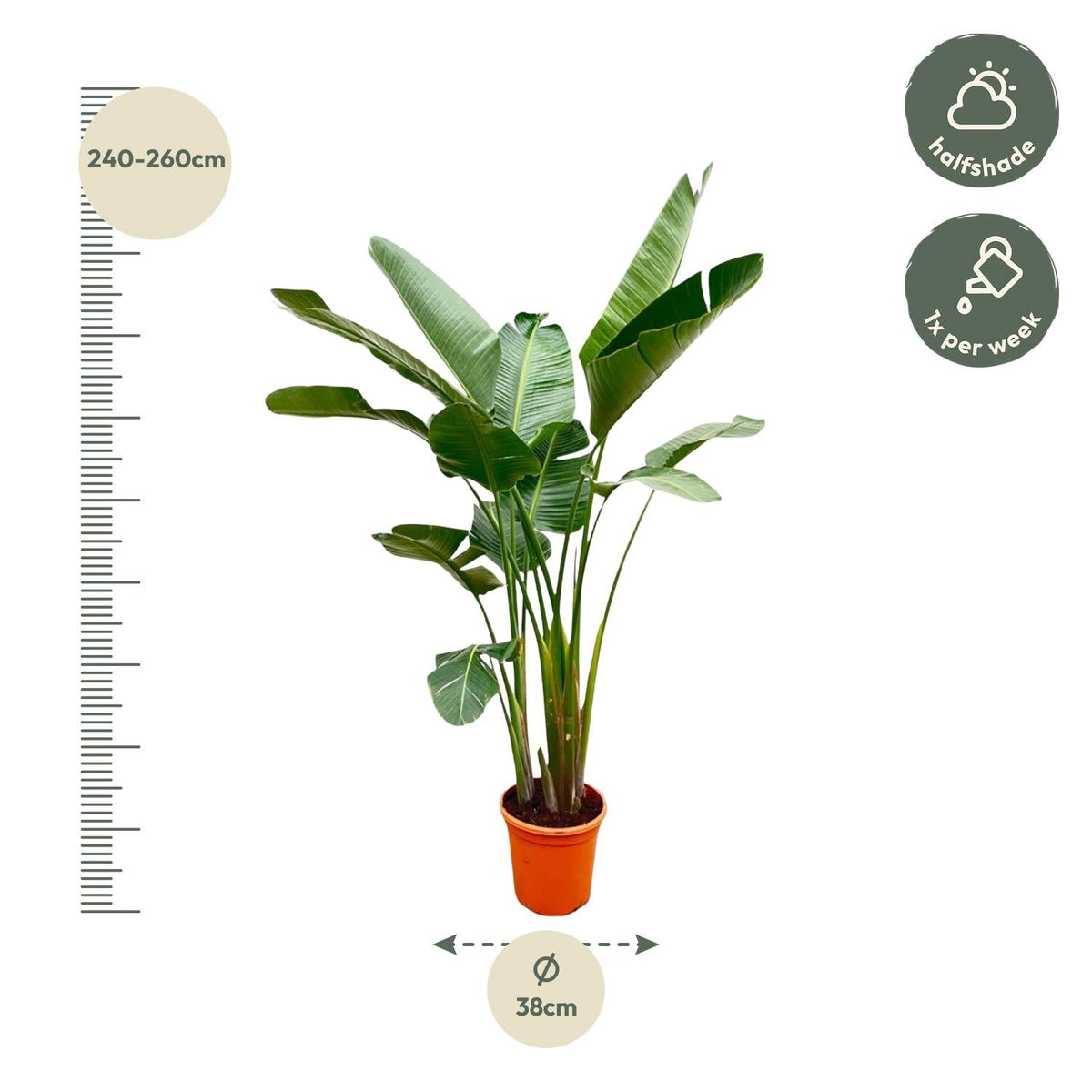 Strelitzia Augusta de luxe XXL - 250 cm - Forestbloom