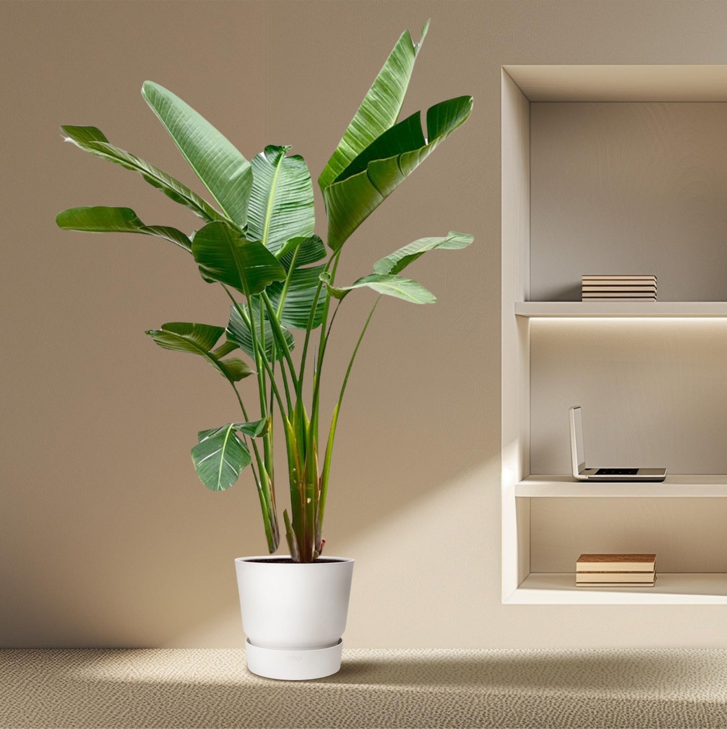 Strelitzia Augusta de luxe XXL - 250 cm - Forestbloom