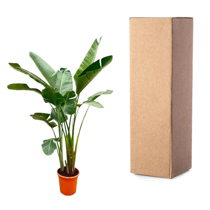 Strelitzia Augusta de luxe XXL - 250 cm - Forestbloom