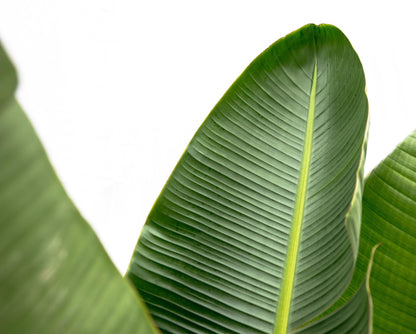 Strelitzia Augusta de luxe XXL - 250 cm - Forestbloom