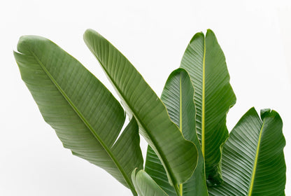 Strelitzia Augusta multi stam XXL - 225 cm - Forestbloom