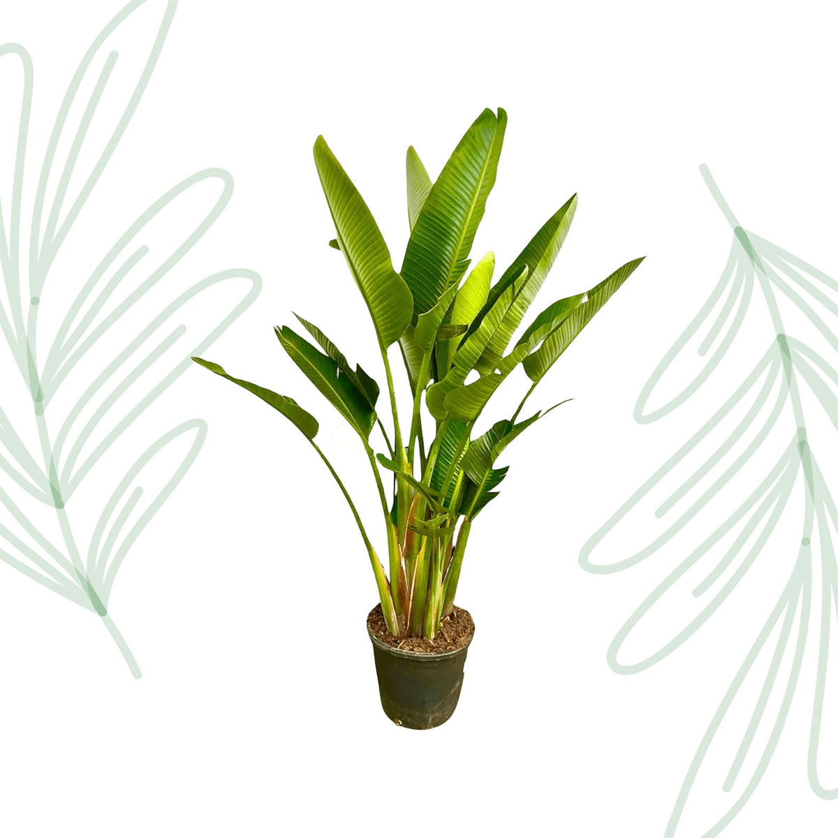 Strelitzia Augusta multi stam XXL - 225 cm - Forestbloom