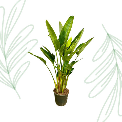 Strelitzia Augusta multi stam XXL - 225 cm - Forestbloom