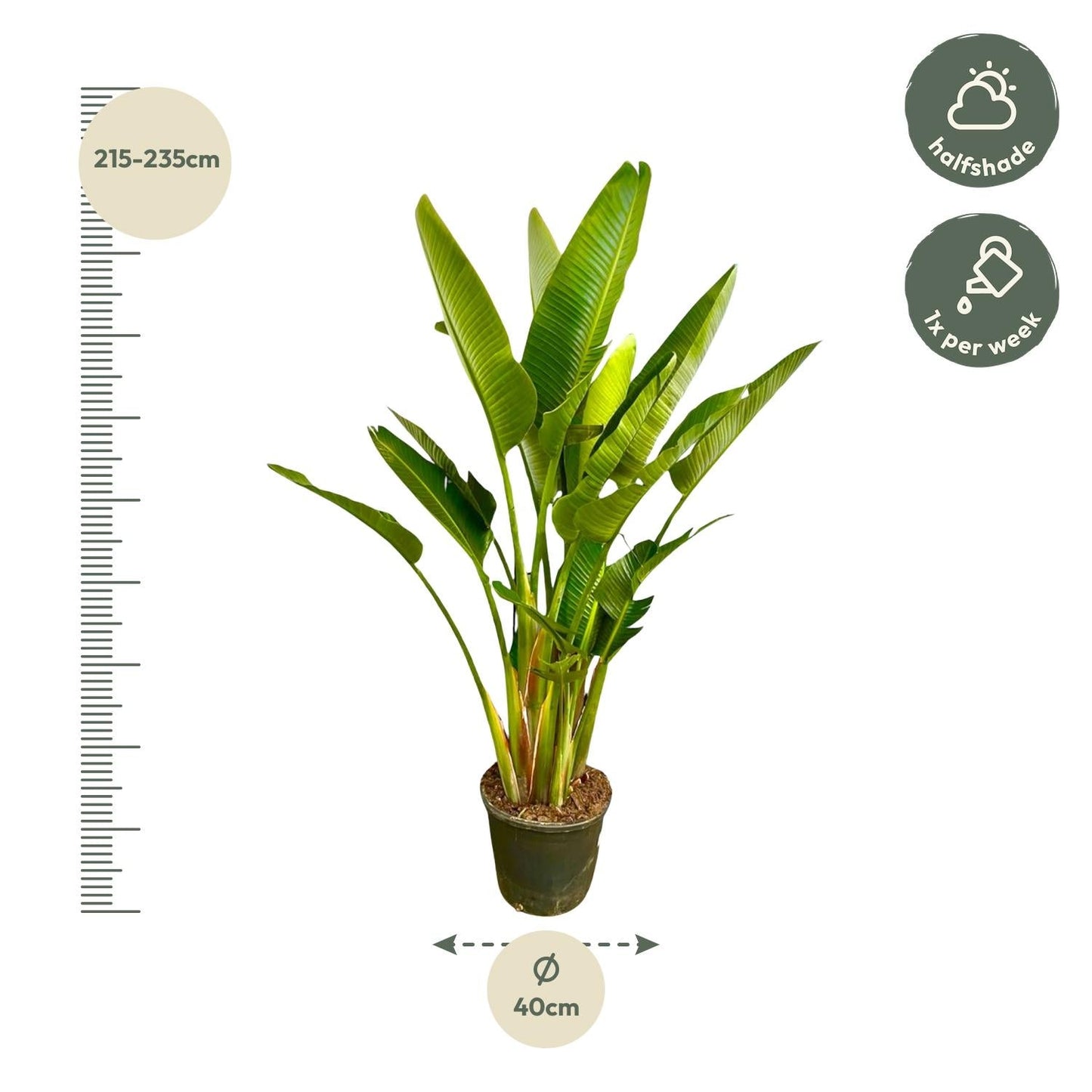 Strelitzia Augusta multi stam XXL - 225 cm - Forestbloom