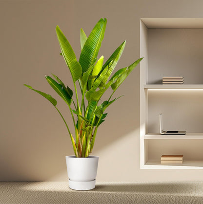 Strelitzia Augusta multi stam XXL - 225 cm - Forestbloom