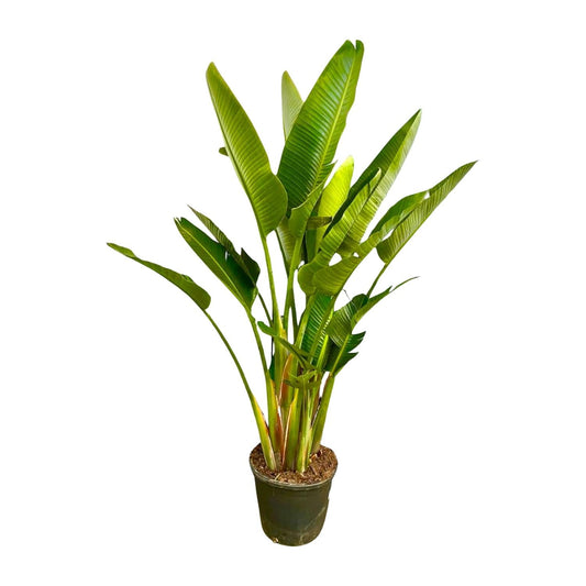 Strelitzia Augusta multi stam XXL - 225 cm - Forestbloom