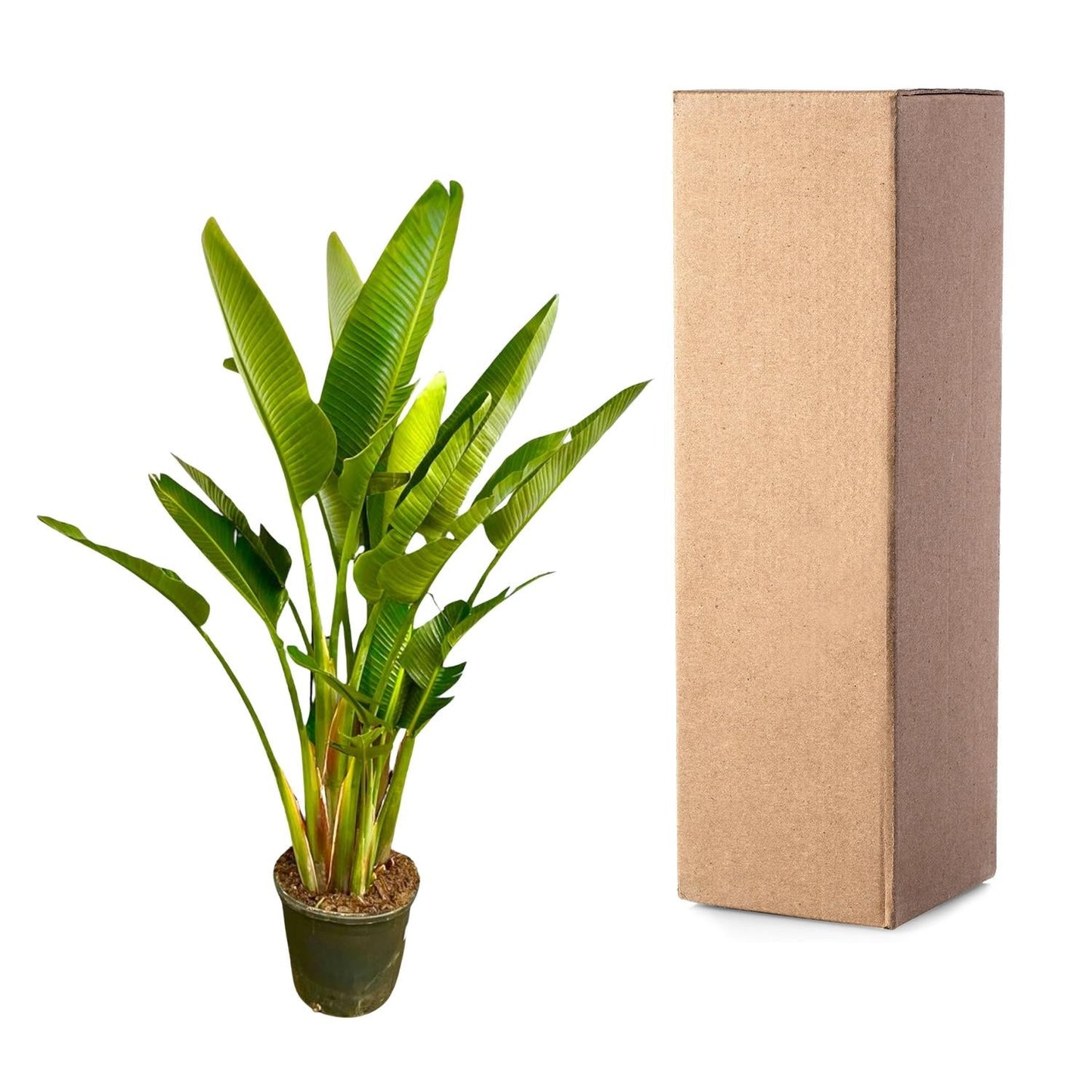 Strelitzia Augusta multi stam XXL - 225 cm - Forestbloom