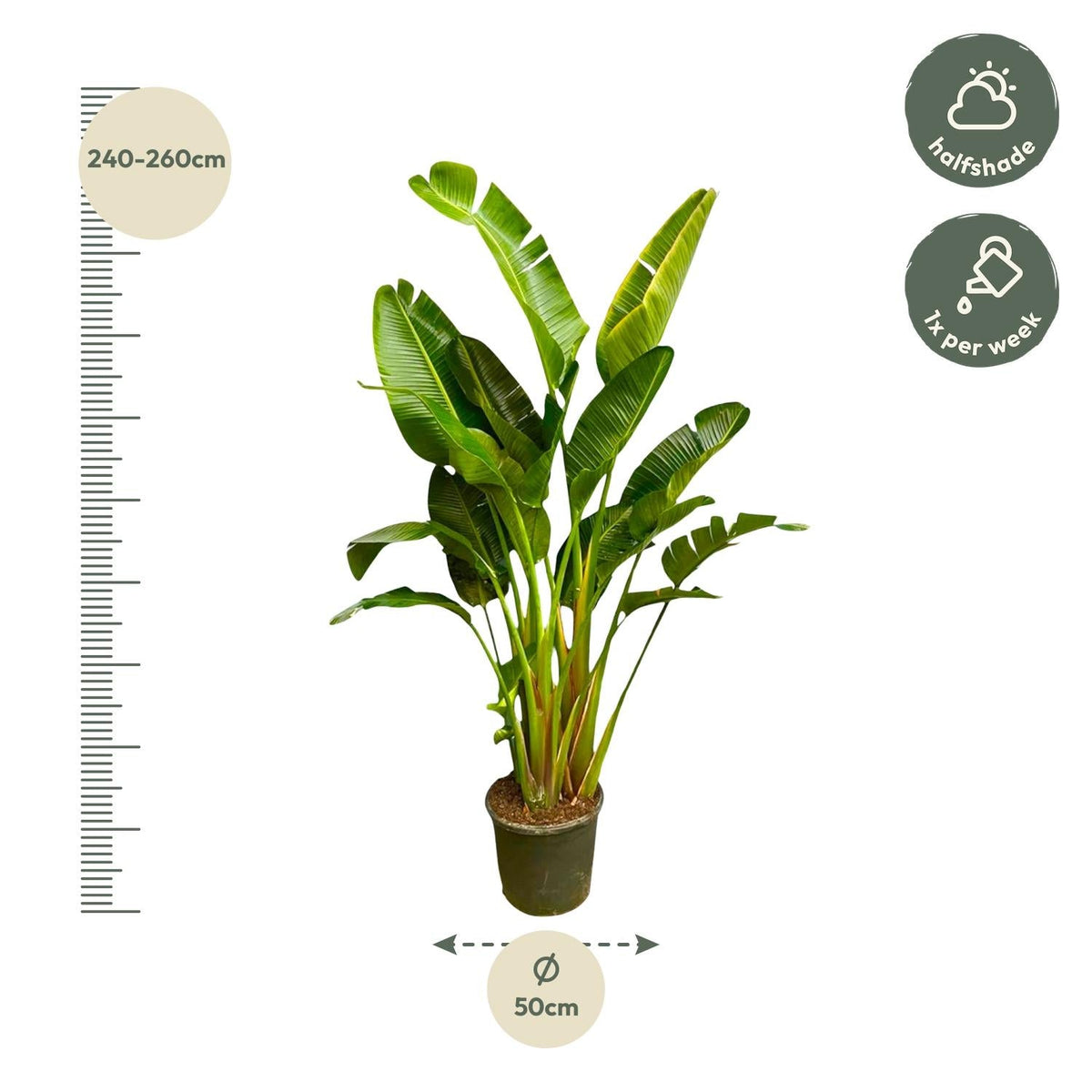 Strelitzia Augusta multi stam XXL - 250 cm - Forestbloom