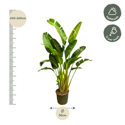 Strelitzia Augusta multi stam XXL - 250 cm - Forestbloom