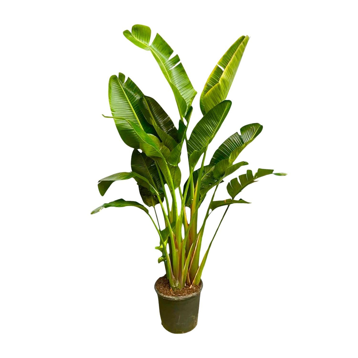 Strelitzia Augusta multi stam XXL - 250 cm - Forestbloom