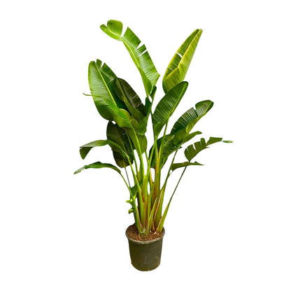 Strelitzia Augusta multi stam XXL - 250 cm - Forestbloom