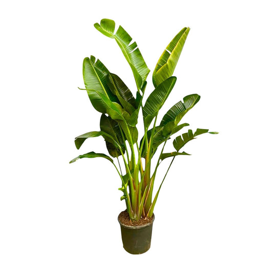 Strelitzia Augusta multi stam XXL - 250 cm - Forestbloom