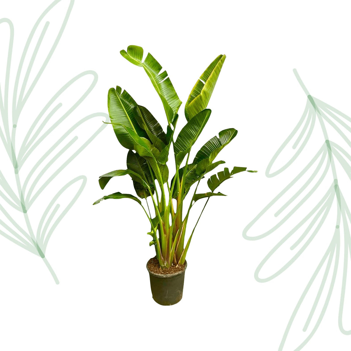 Strelitzia Augusta multi stam XXL - 250 cm - Forestbloom