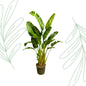 Strelitzia Augusta multi stam XXL - 250 cm - Forestbloom