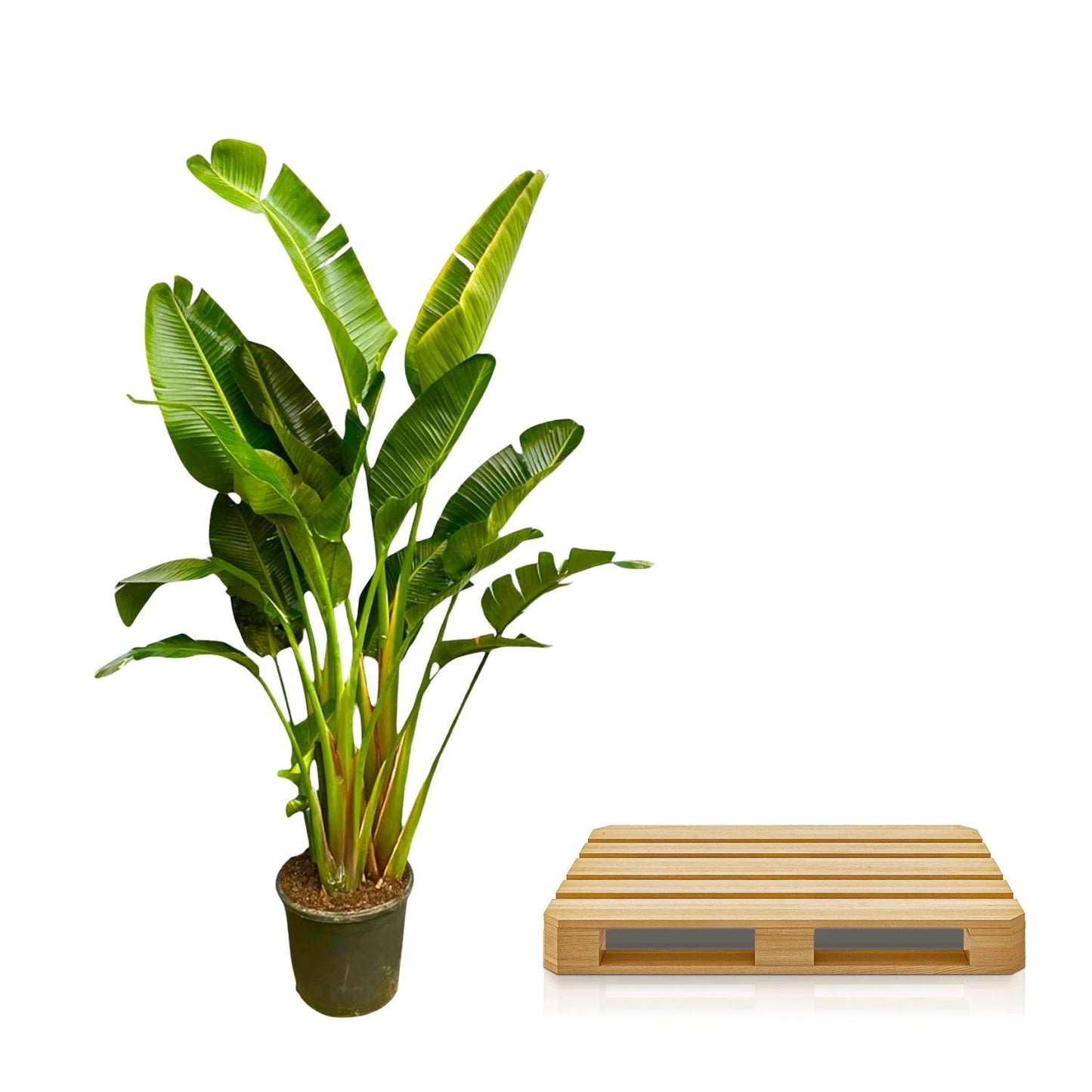 Strelitzia Augusta multi stam XXL - 250 cm - Forestbloom