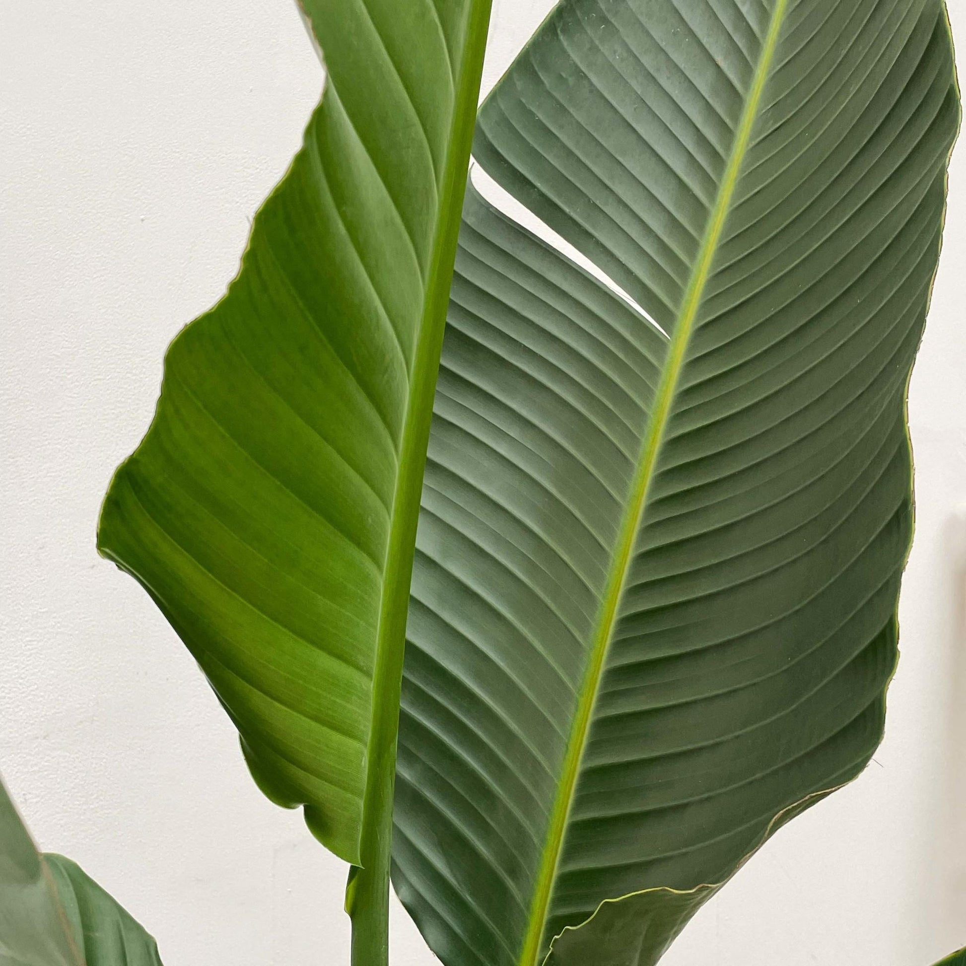 Strelitzia Augusta multi stam XXL - 250 cm - Forestbloom