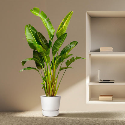 Strelitzia Augusta multi stam XXL - 250 cm - Forestbloom