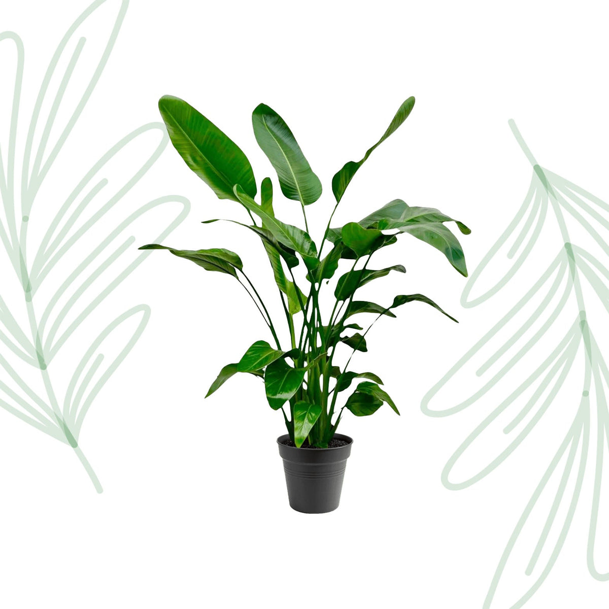 Strelitzia Nicolai - 140-150cm - Forestbloom