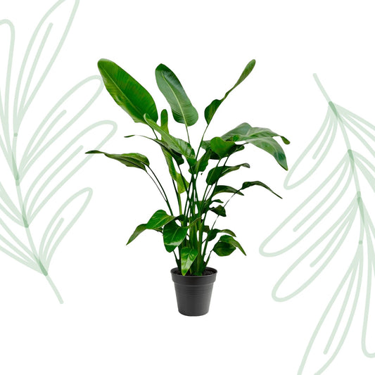 Strelitzia Nicolai - 140-150cm - Forestbloom
