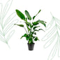 Strelitzia Nicolai - 140-150cm - Forestbloom
