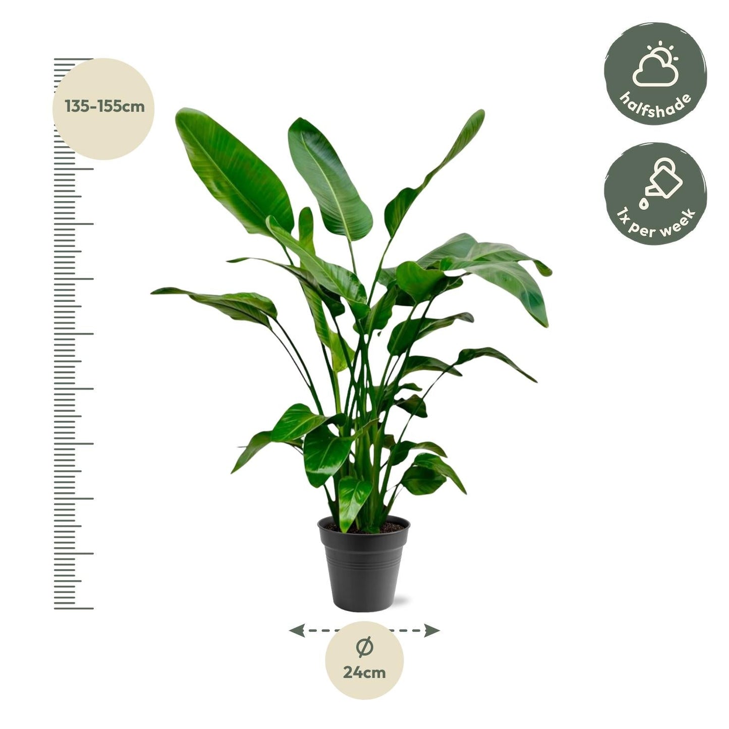 Strelitzia Nicolai - 140-150cm - Forestbloom