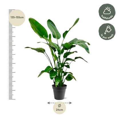 Strelitzia Nicolai - 140-150cm - Forestbloom