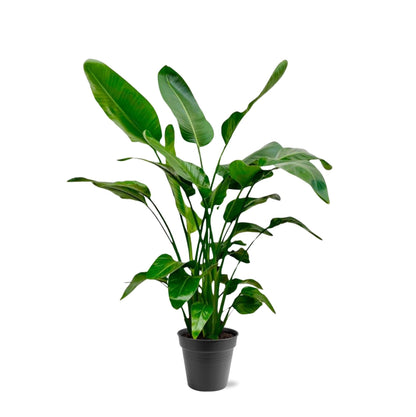 Strelitzia Nicolai - 140-150cm - Forestbloom