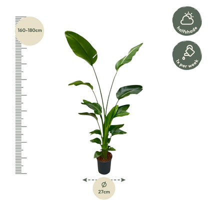 Strelitzia Nicolai - 170 cm - Forestbloom