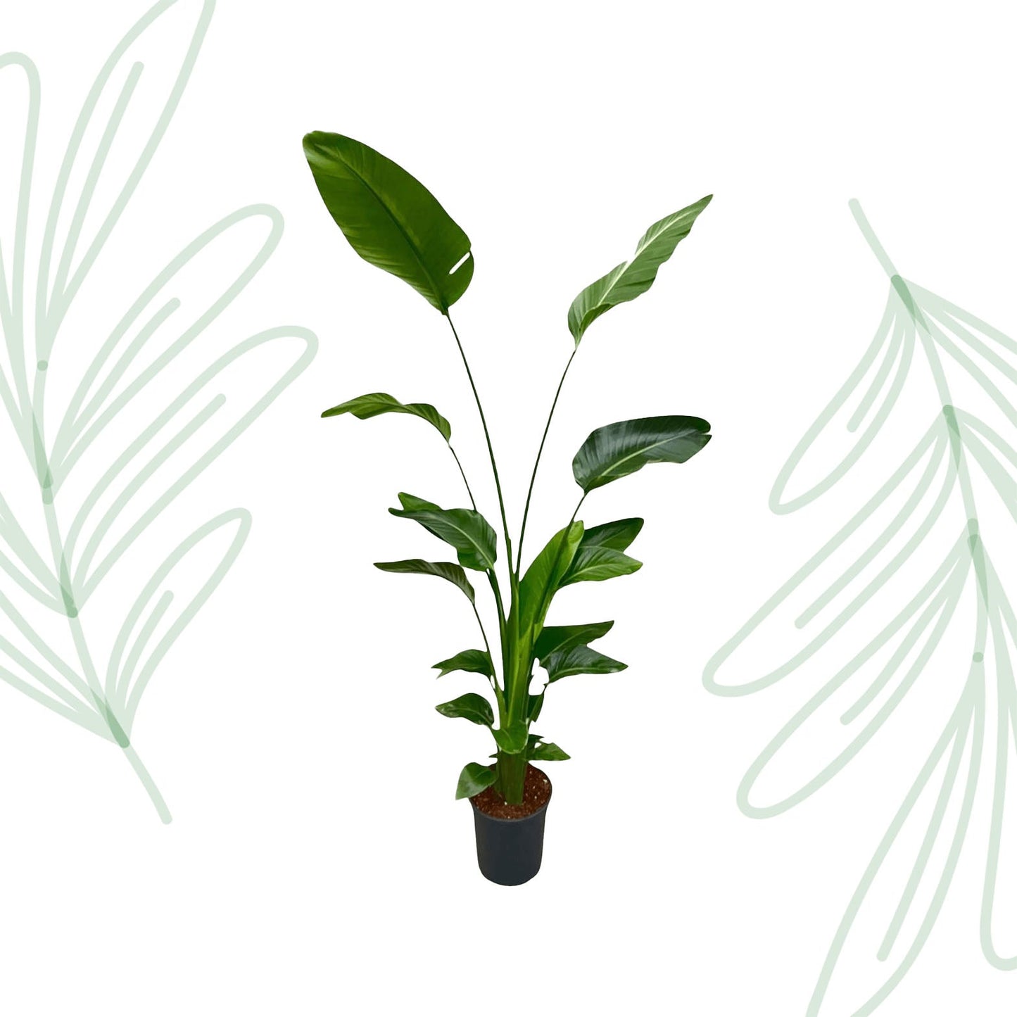 Strelitzia Nicolai - 170 cm - Forestbloom