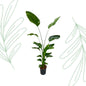 Strelitzia Nicolai - 170 cm - Forestbloom
