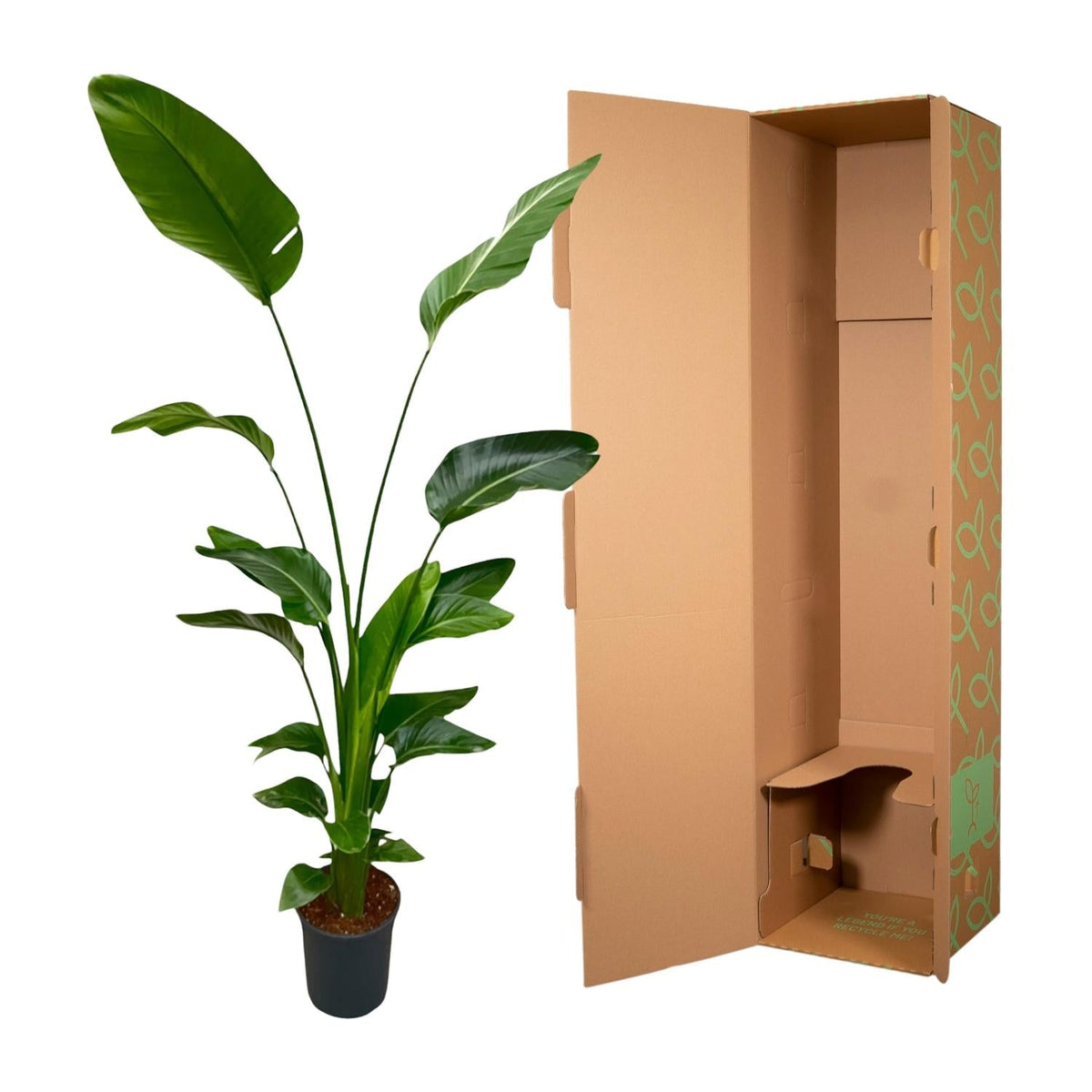 Strelitzia Nicolai - 170 cm - Forestbloom