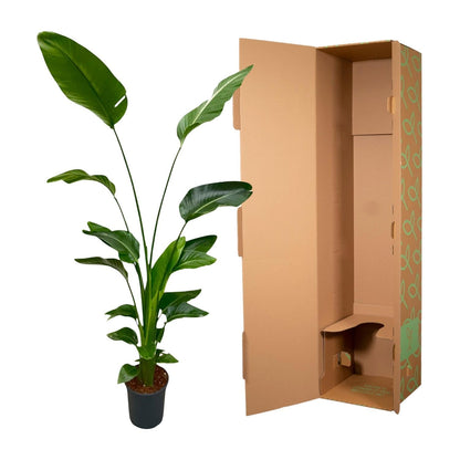 Strelitzia Nicolai - 170 cm - Forestbloom