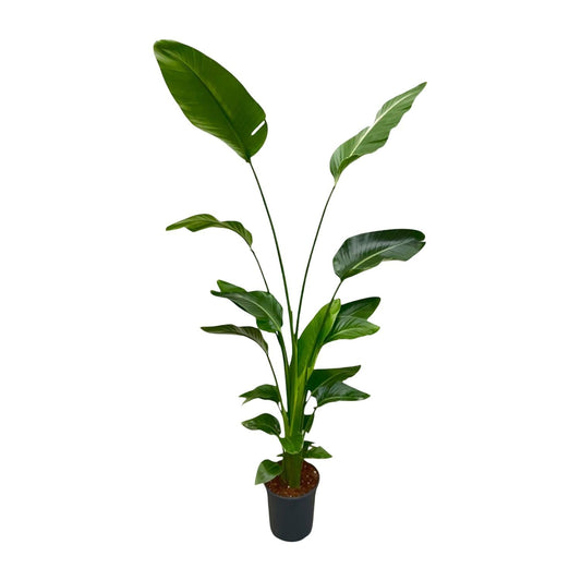 Strelitzia Nicolai - 170 cm - Forestbloom